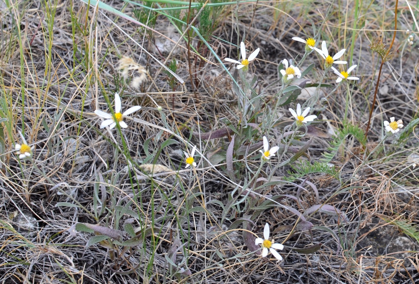 Изображение особи Galatella divaricata.