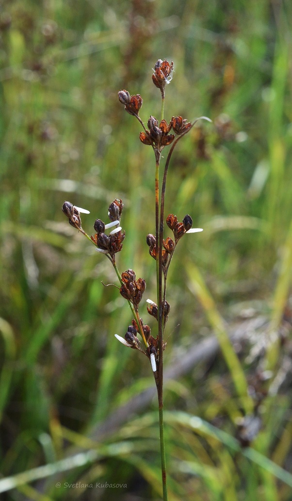 Image of Juncus compressus specimen.