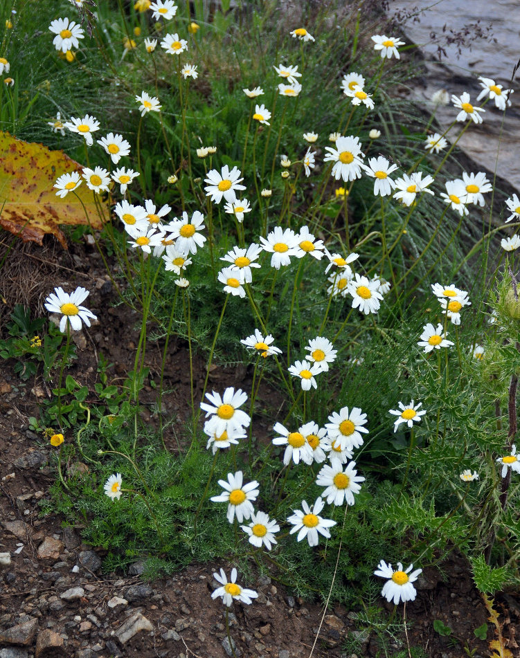 Изображение особи Tripleurospermum caucasicum.