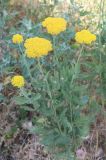 Achillea filipendulina