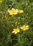 Hypericum elegans