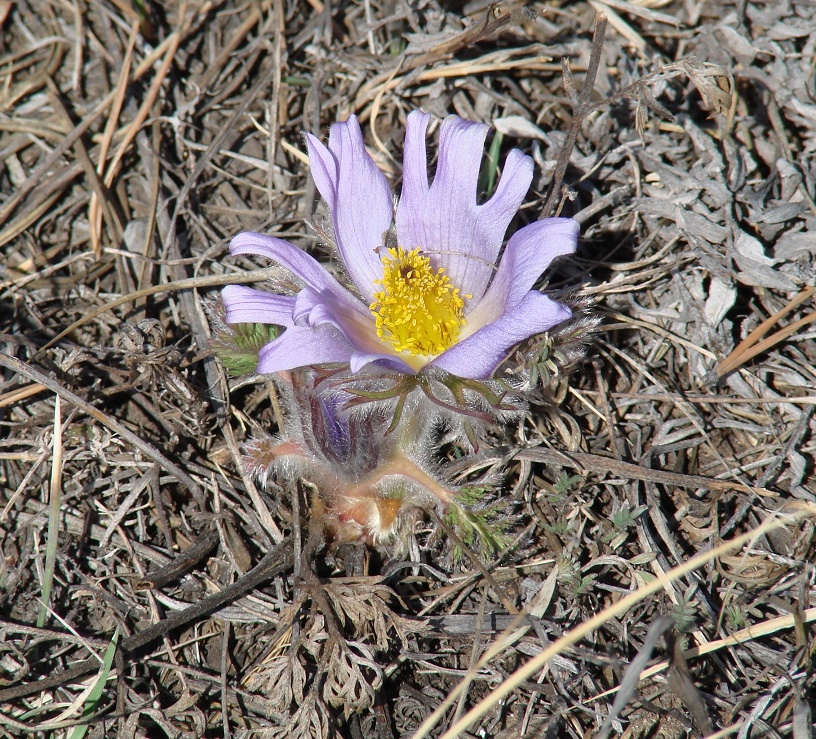 Image of Pulsatilla turczaninovii specimen.