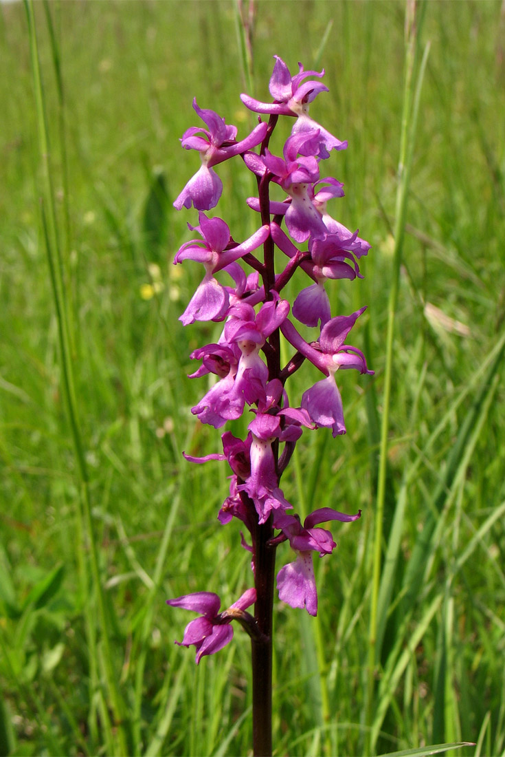 Image of Orchis mascula specimen.