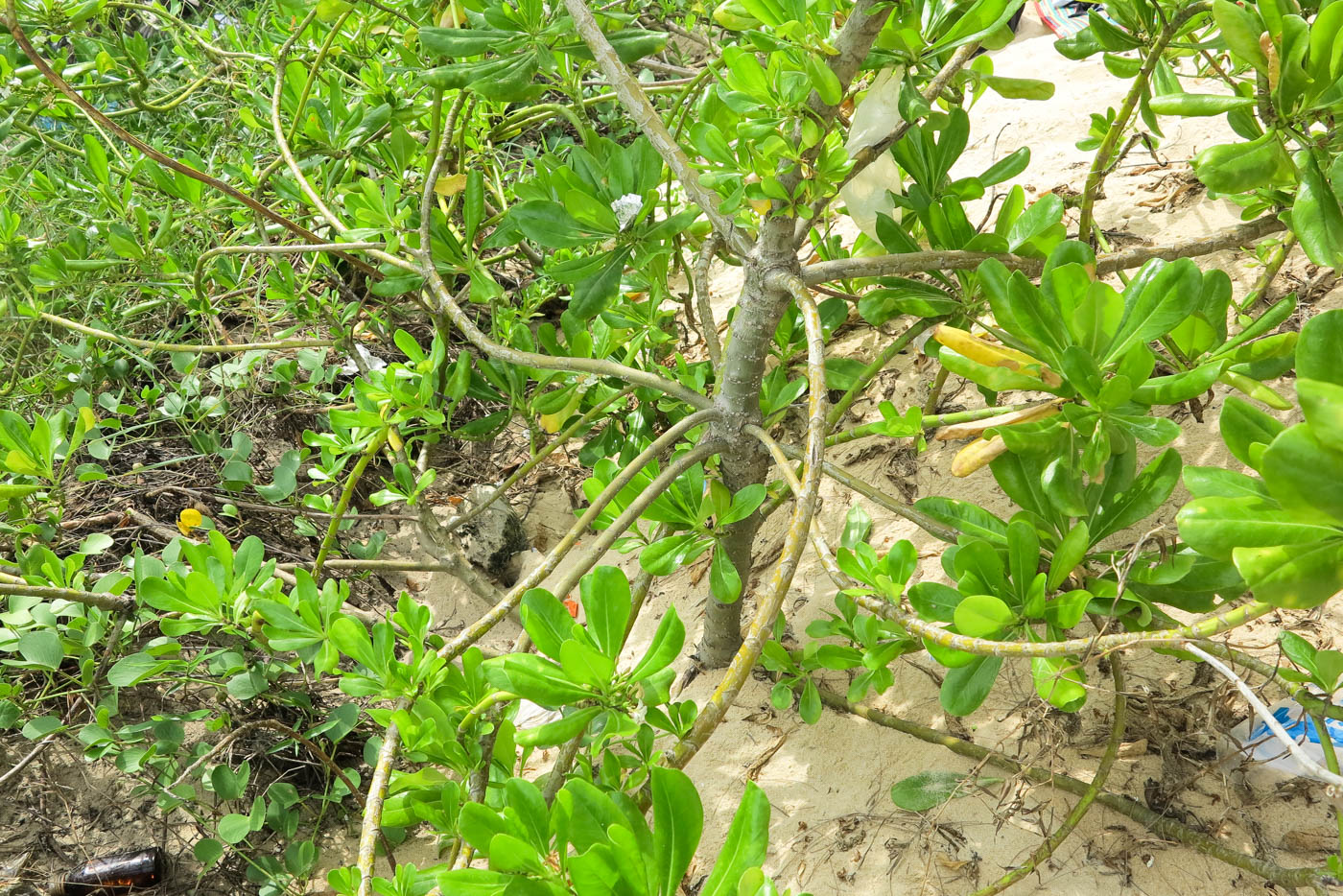 Image of Scaevola taccada specimen.