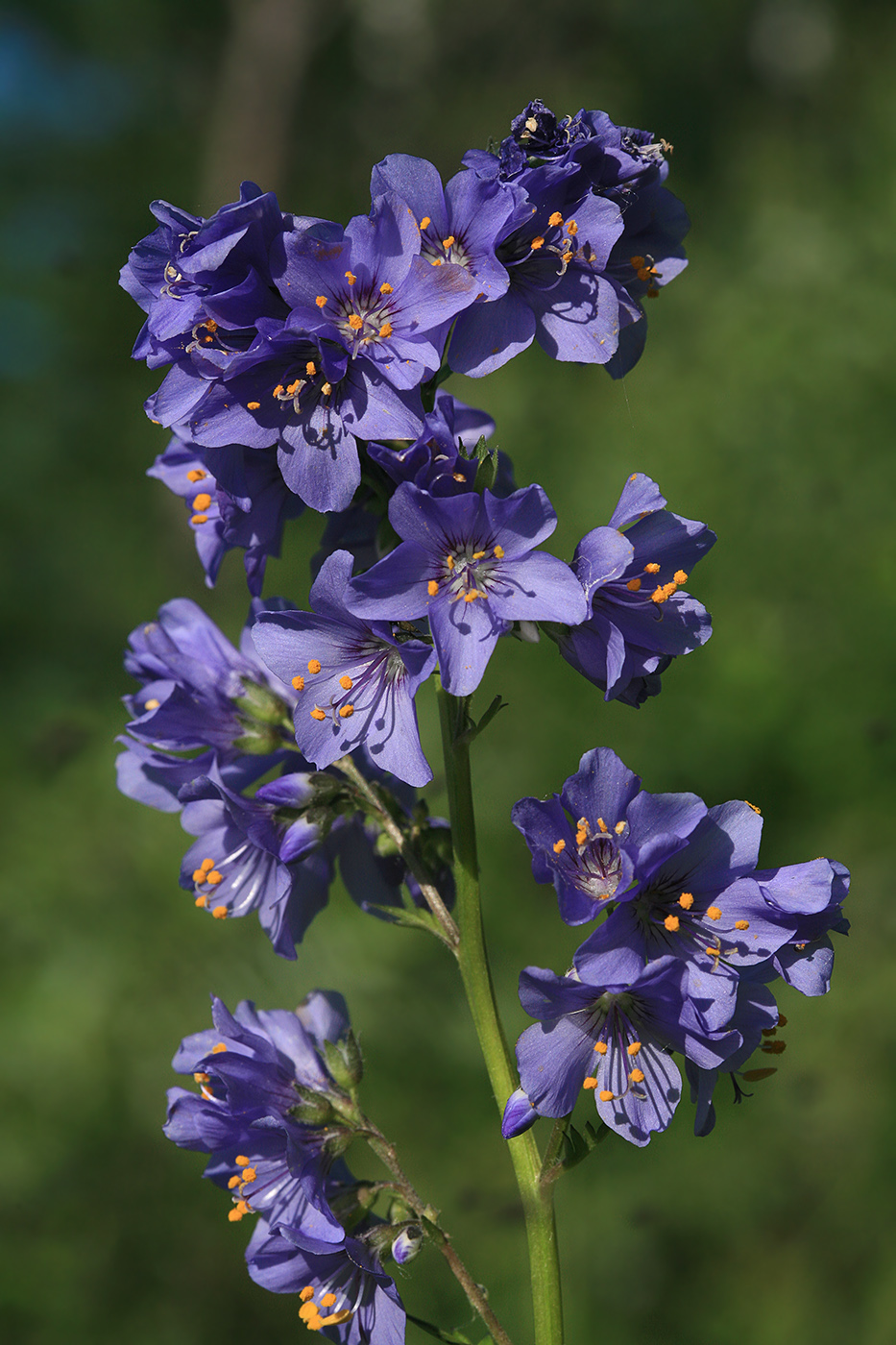 Image of Polemonium chinense specimen.