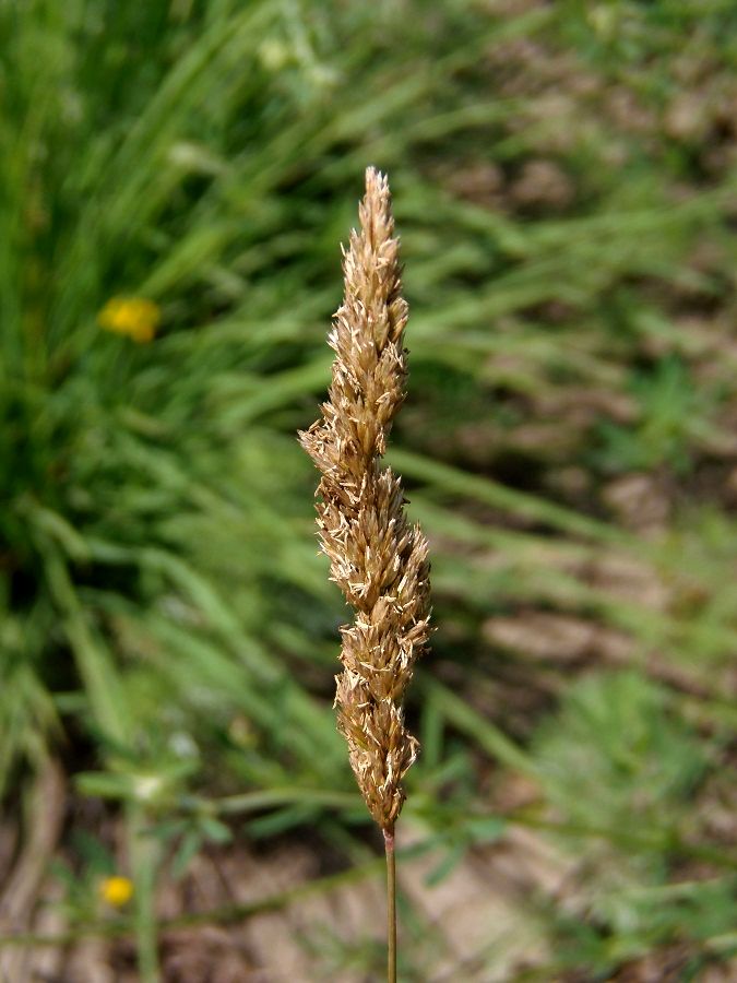 Image of Koeleria macrantha specimen.