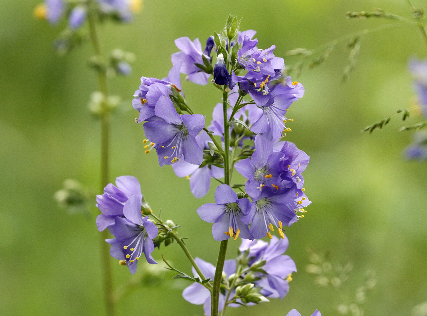 Image of Polemonium caeruleum specimen.