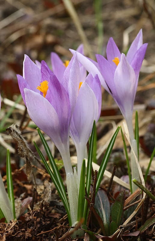 Image of genus Crocus specimen.