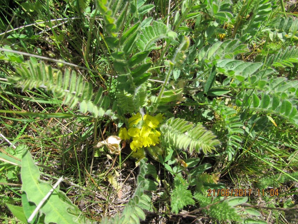 Image of Astragalus angustiflorus specimen.