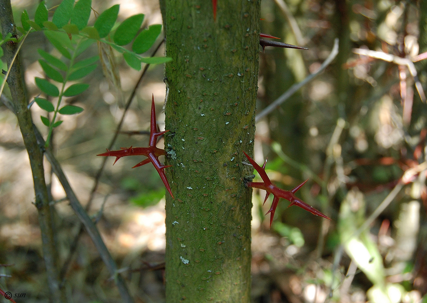 Image of Gleditsia triacanthos specimen.