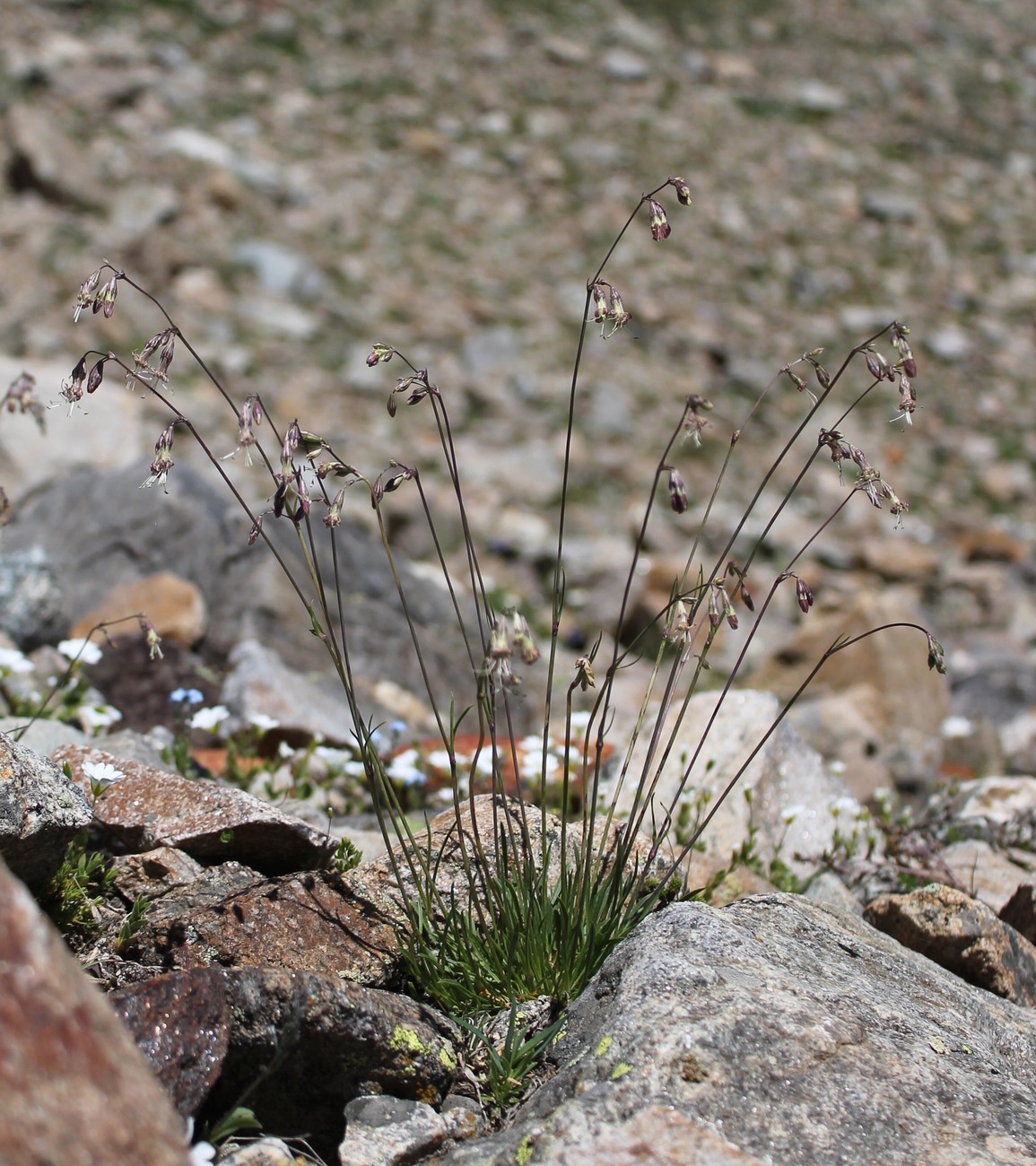 Image of Silene saxatilis specimen.