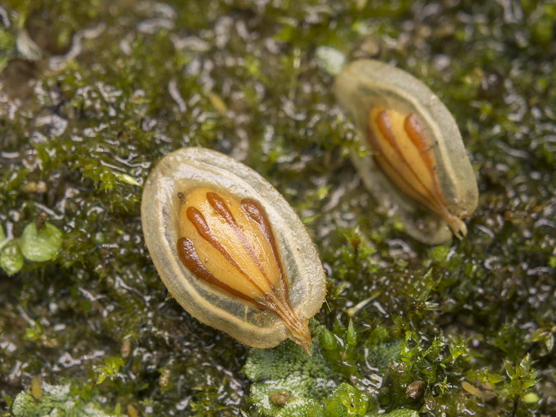 Image of Heracleum sosnowskyi specimen.