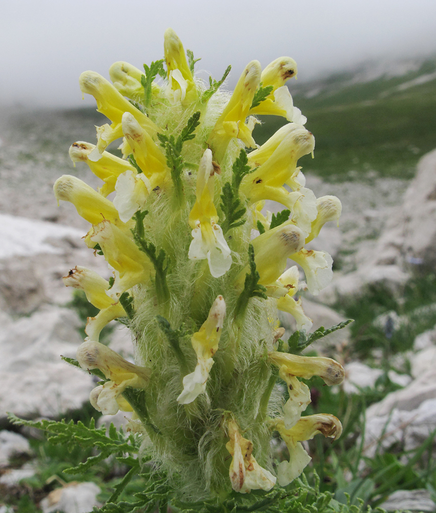 Image of Pedicularis condensata specimen.