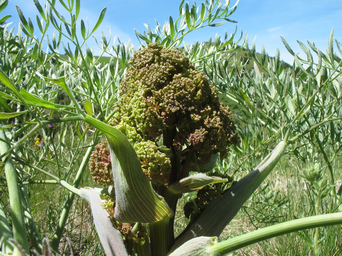 Изображение особи Ferula penninervis.