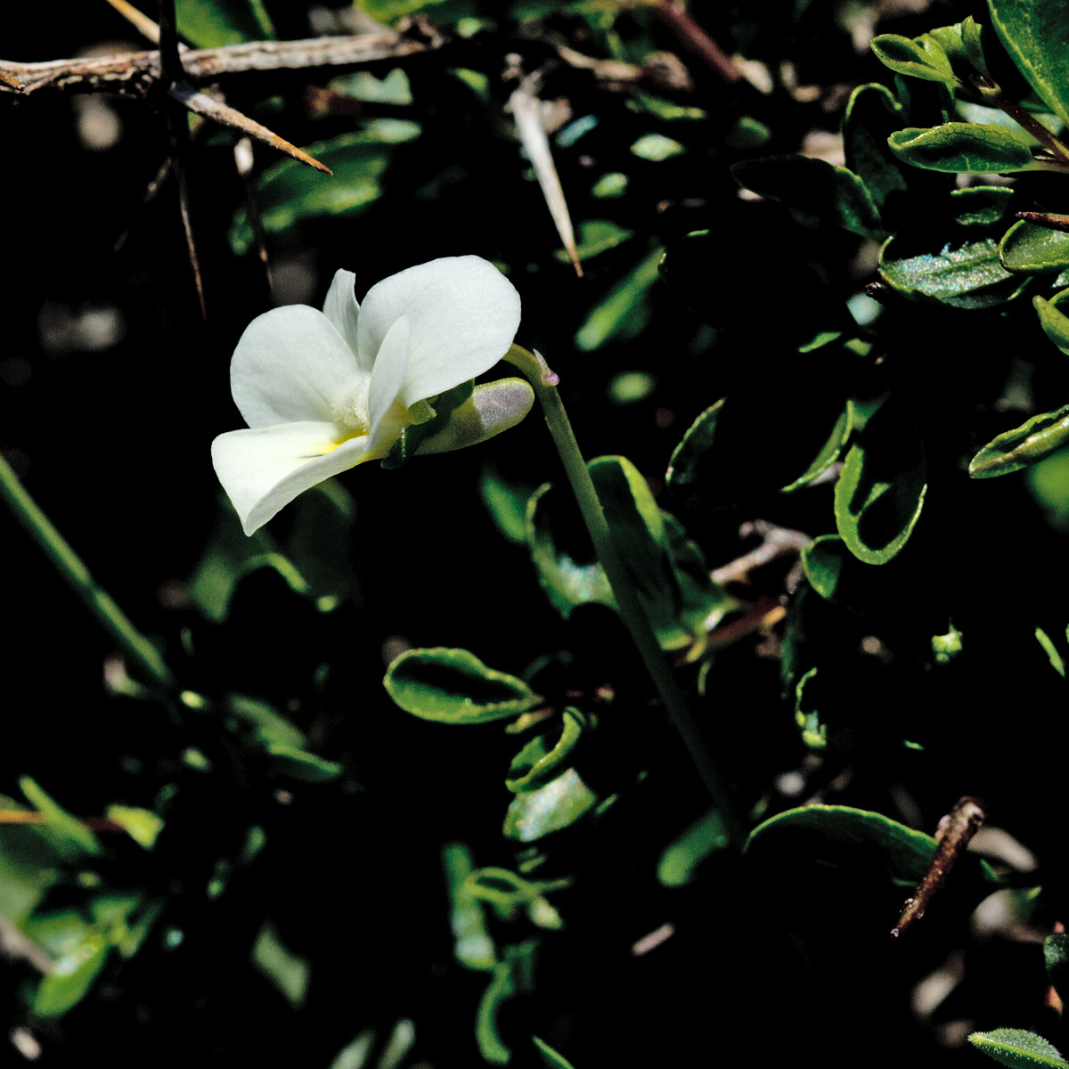 Image of Viola fragrans specimen.