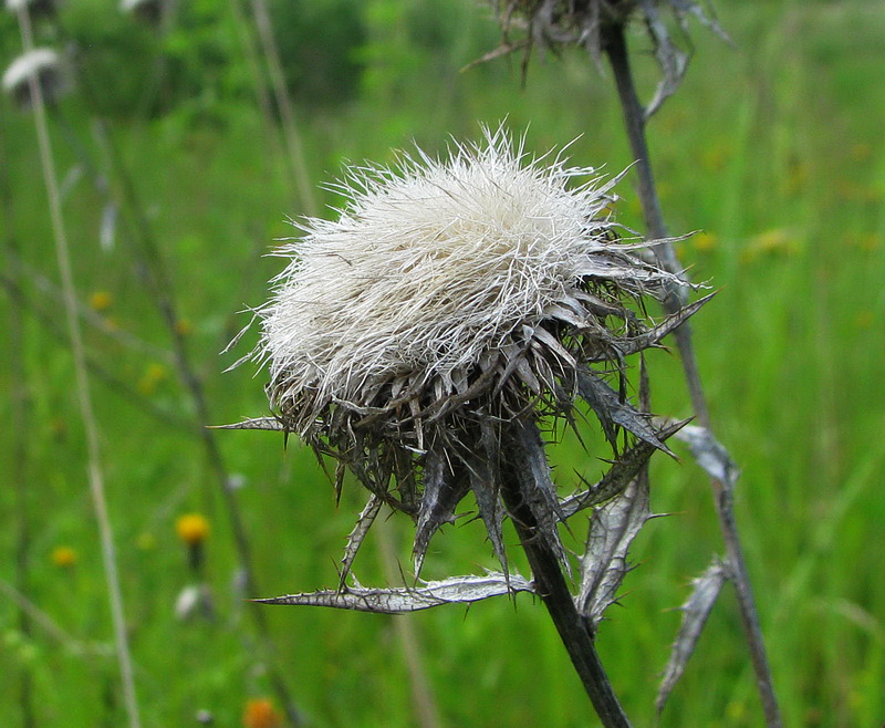 Image of Carlina biebersteinii specimen.