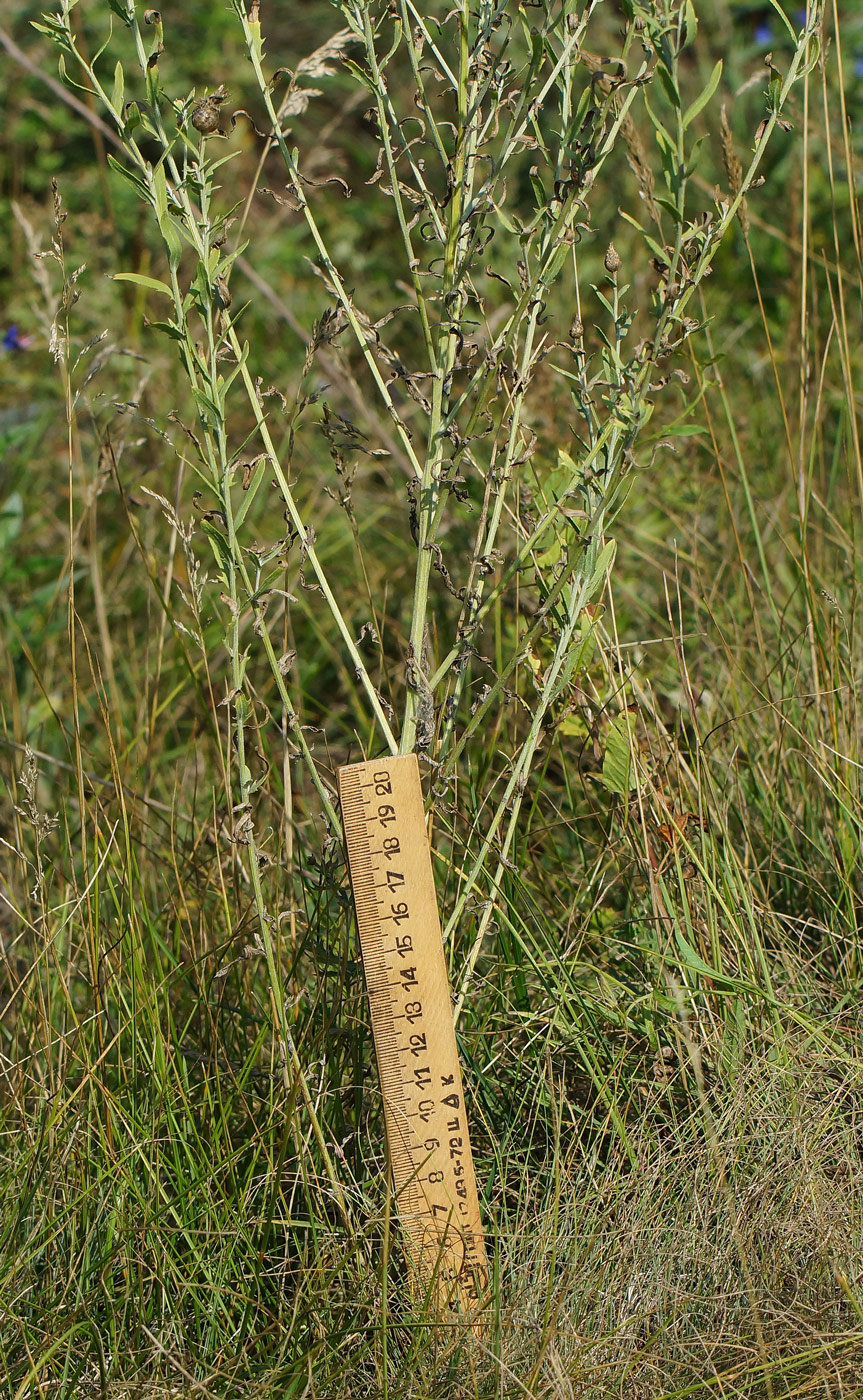 Image of Acroptilon repens specimen.