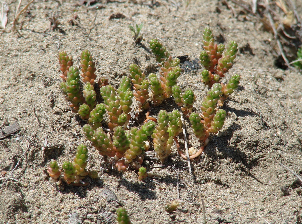 Image of Sedum acre specimen.