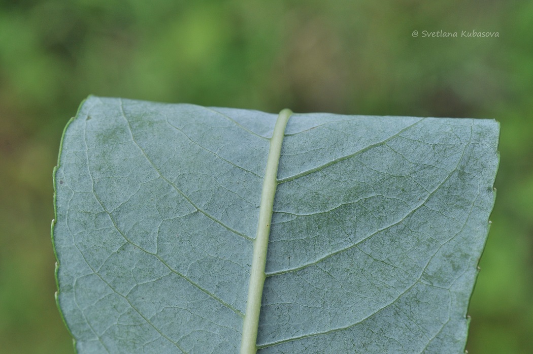 Image of Salix daphnoides specimen.