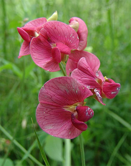 Image of Lathyrus miniatus specimen.