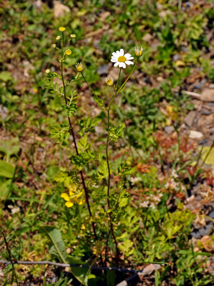 Image of Pyrethrum parthenifolium specimen.