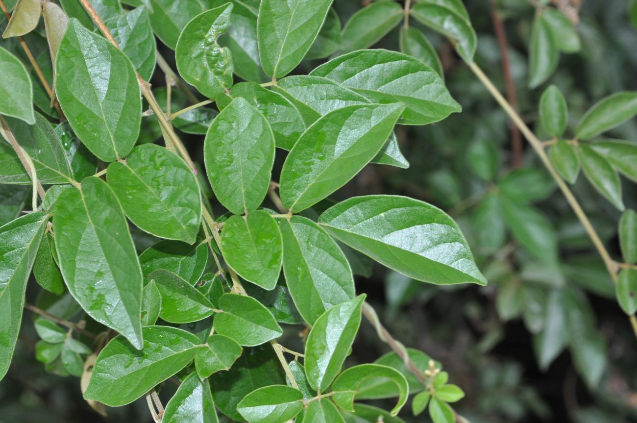 Image of familia Fabaceae specimen.