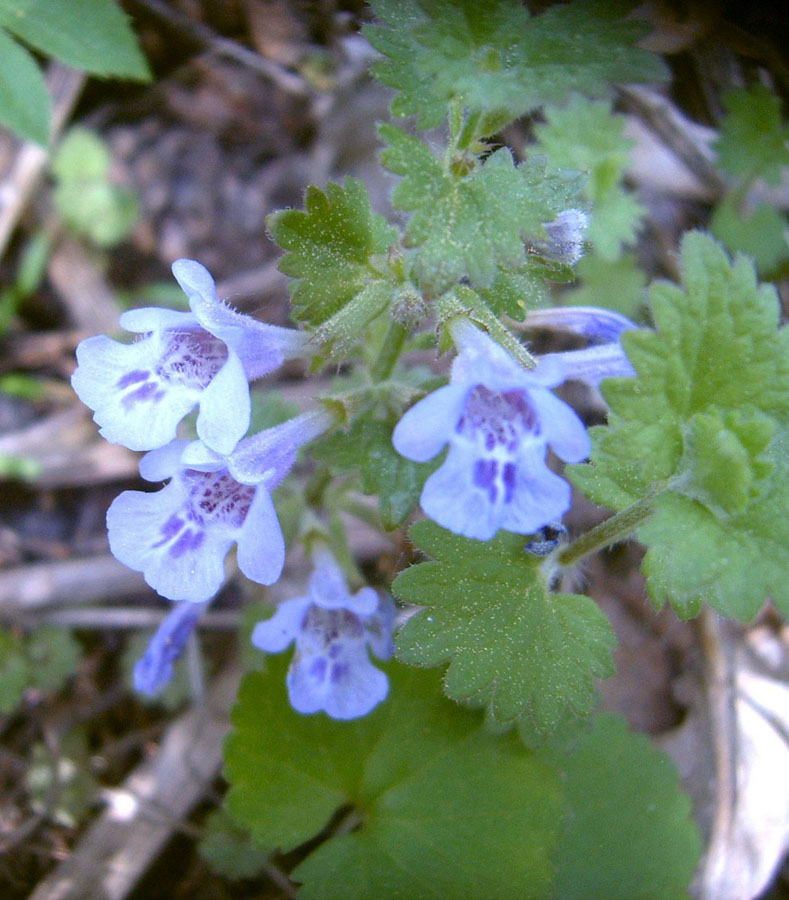 Изображение особи Glechoma hederacea.