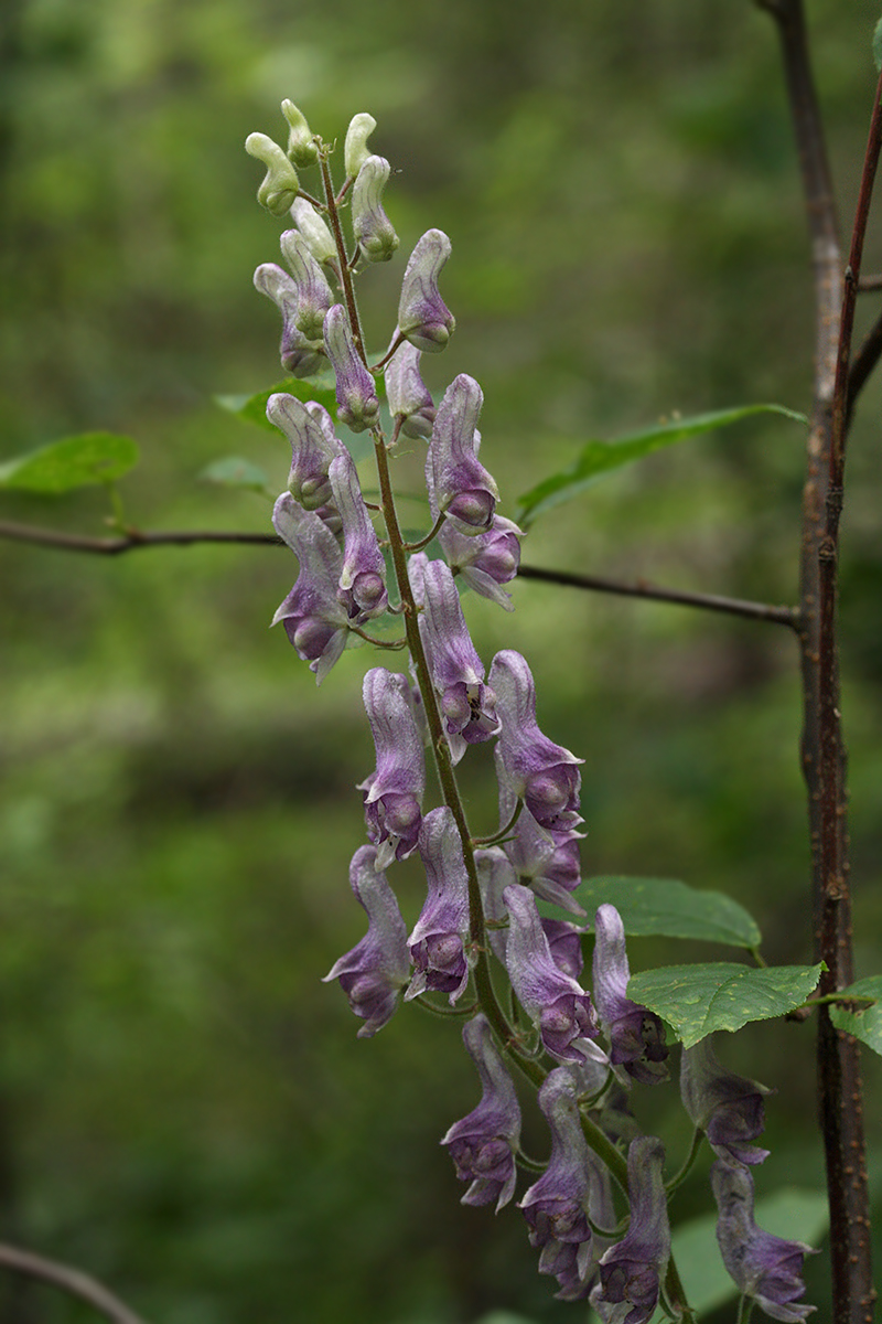 Image of Aconitum septentrionale specimen.