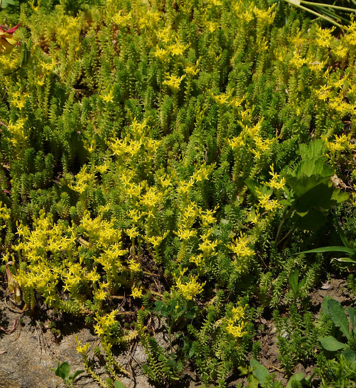 Изображение особи Sedum sexangulare.