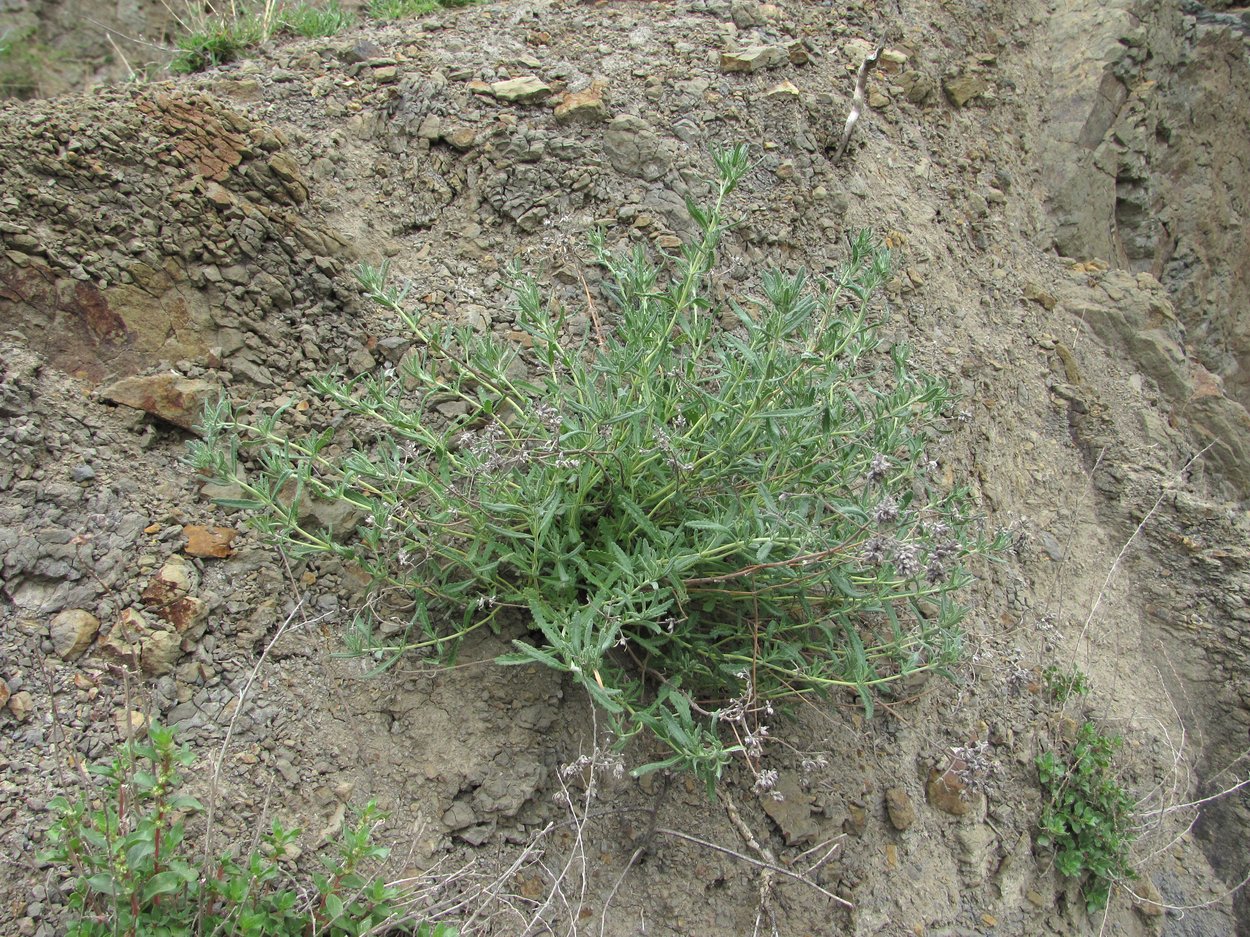 Image of Teucrium capitatum specimen.