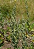 Verbascum lychnitis