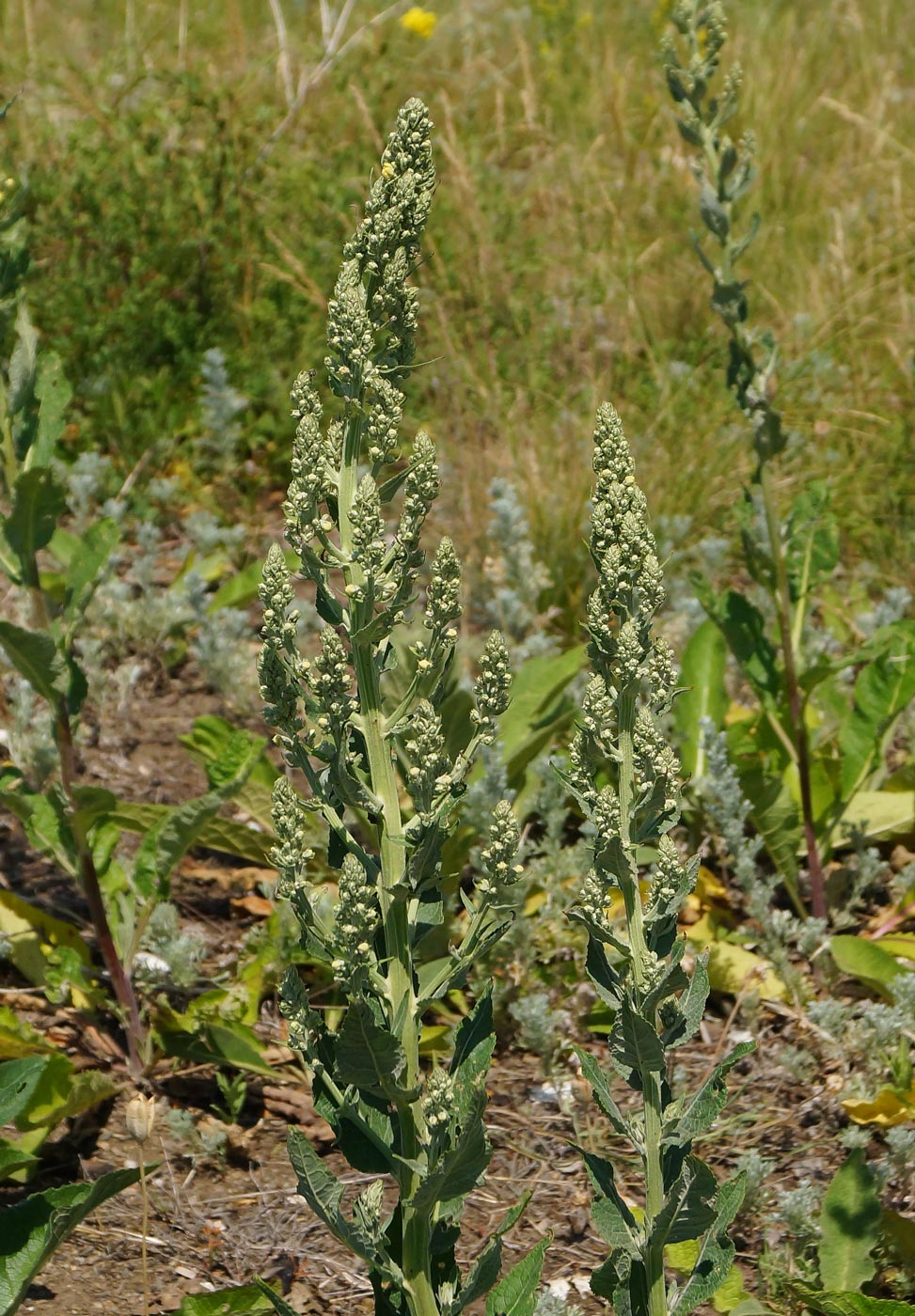 Изображение особи Verbascum lychnitis.