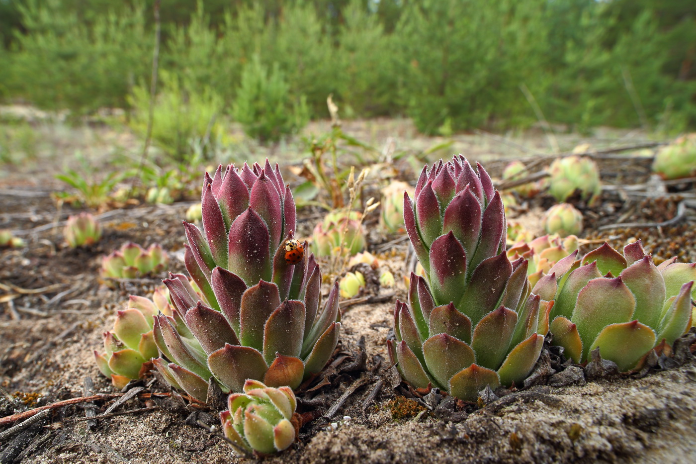 Image of Sempervivum ruthenicum specimen.