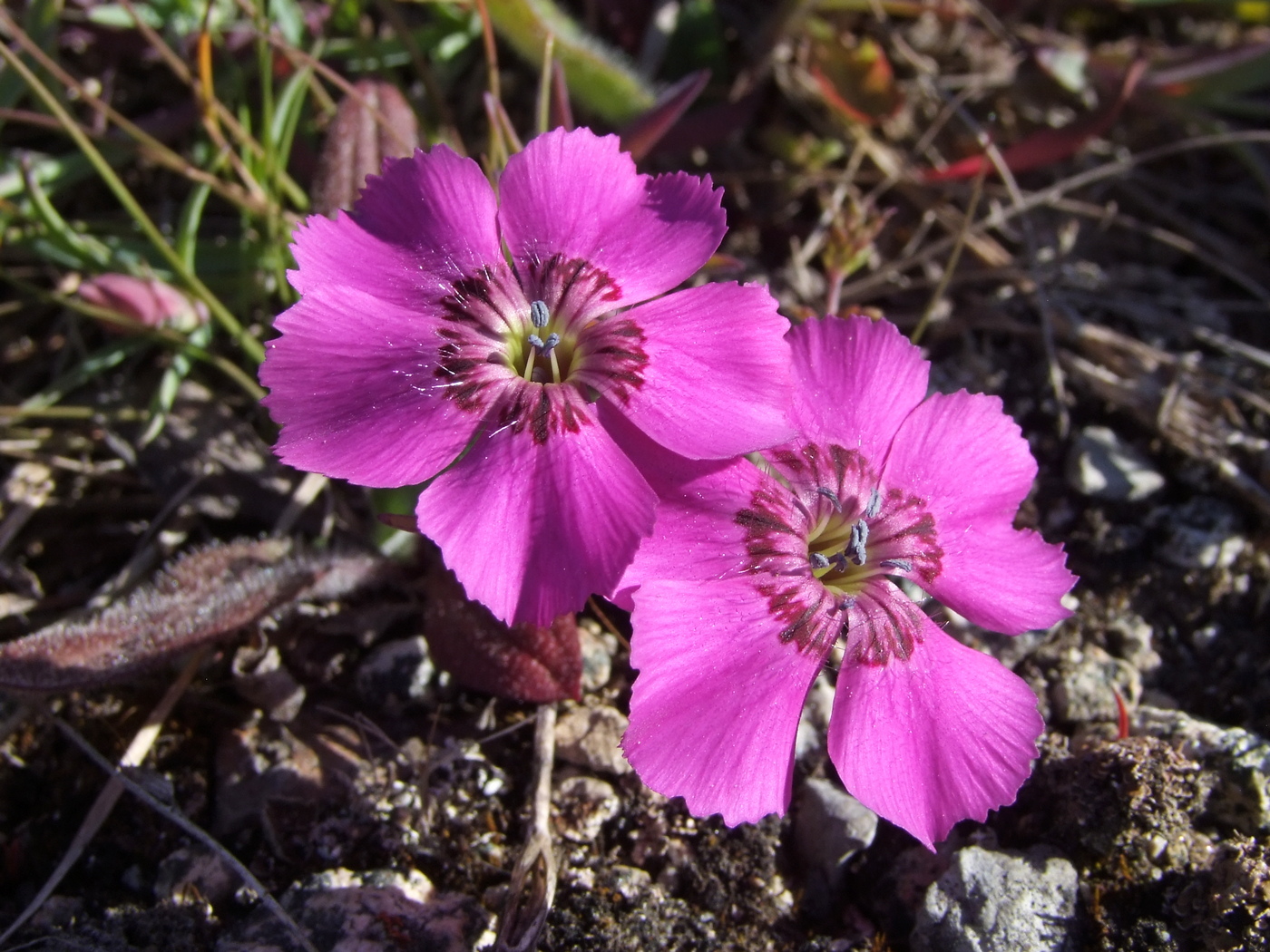 Image of Dianthus repens specimen.