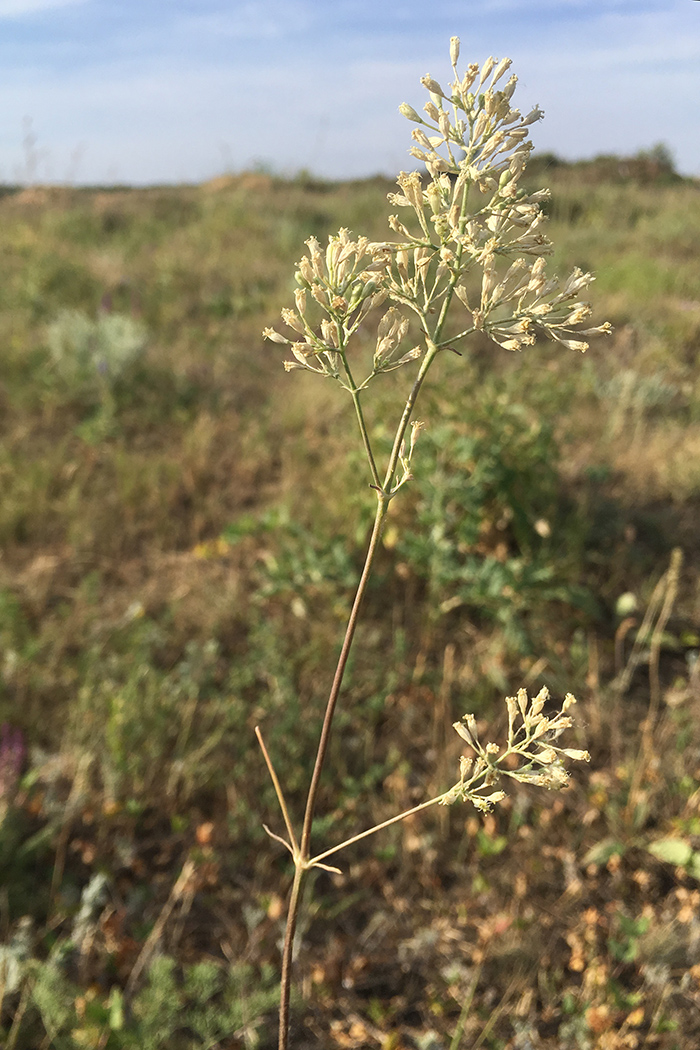 Изображение особи Silene wolgensis.