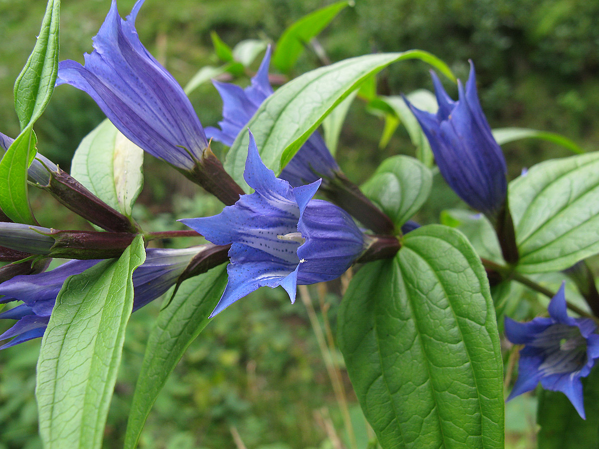 Image of Gentiana schistocalyx specimen.