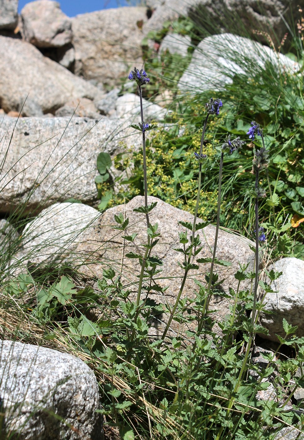 Image of Nepeta supina specimen.