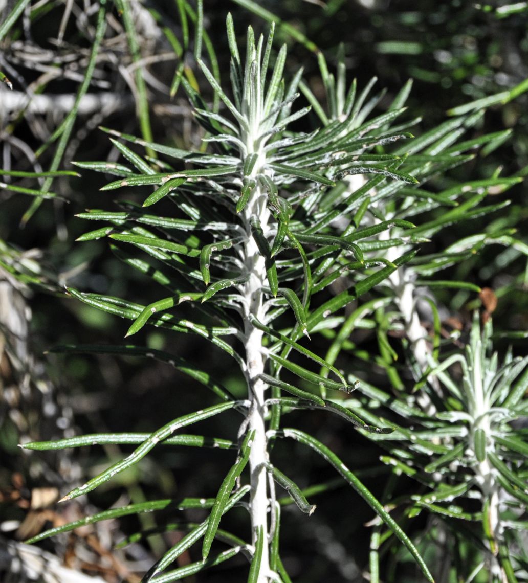 Image of Ptilostemon chamaepeuce specimen.