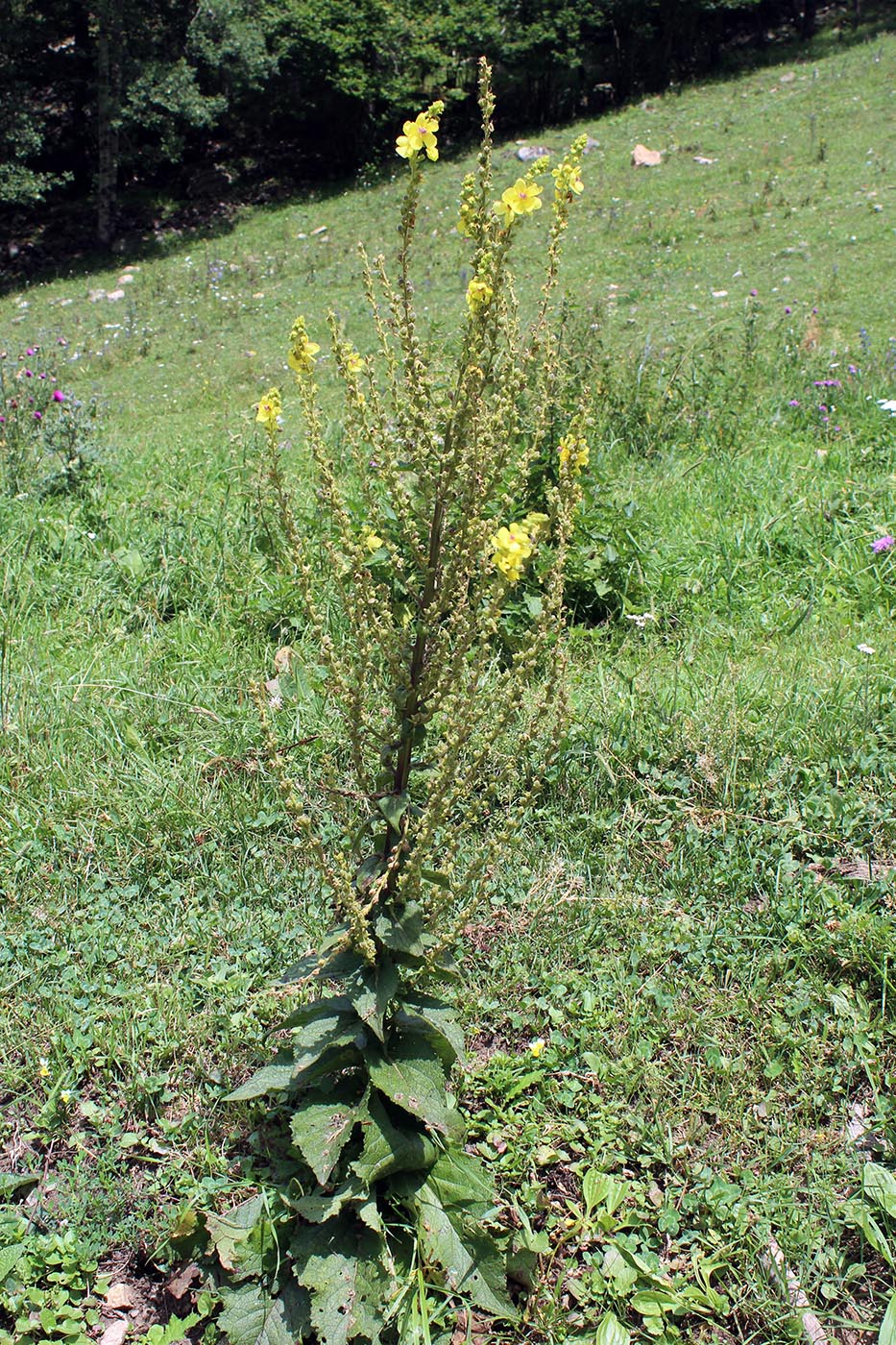 Изображение особи Verbascum pyramidatum.