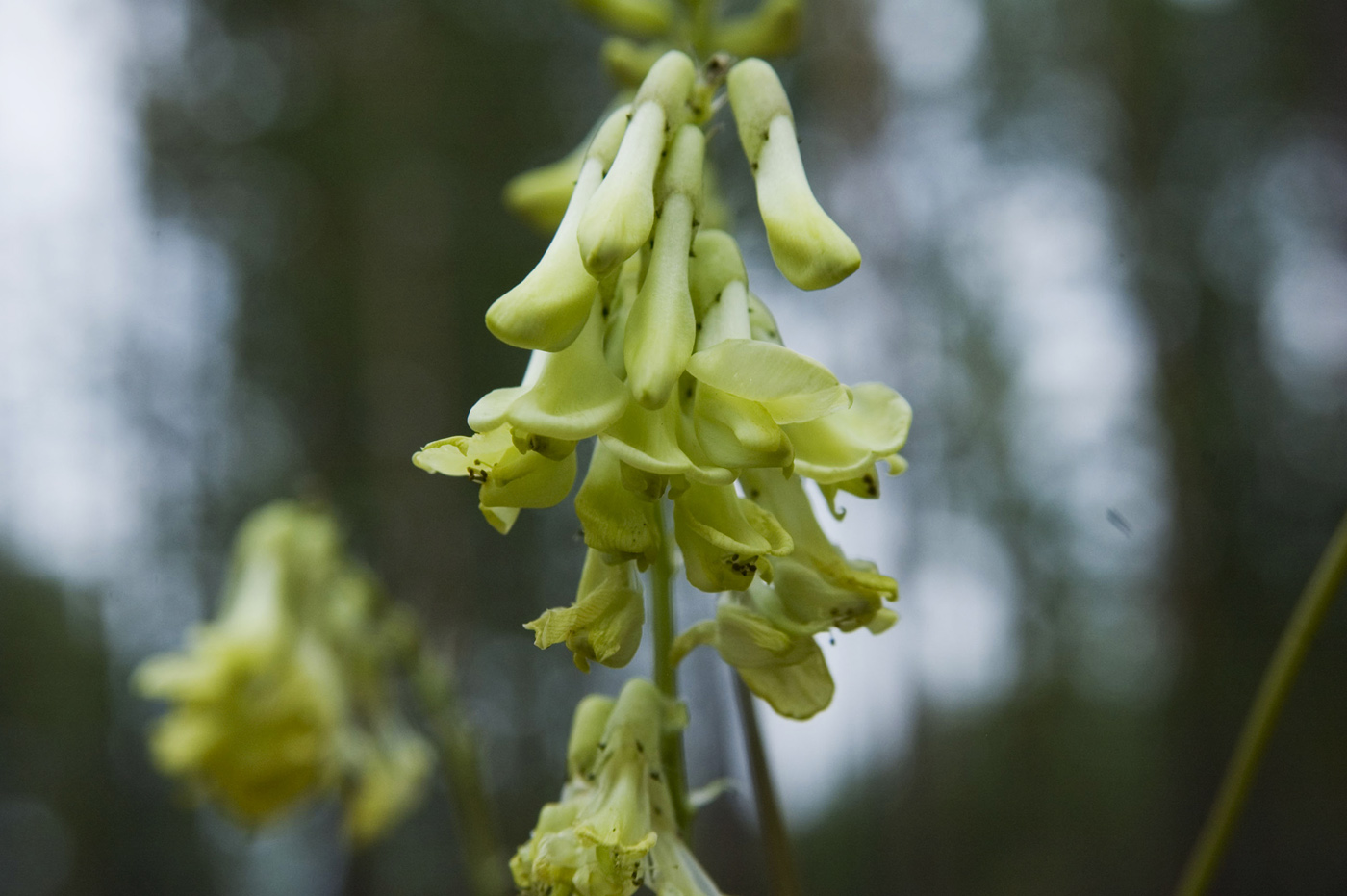 Изображение особи Astragalus membranaceus.