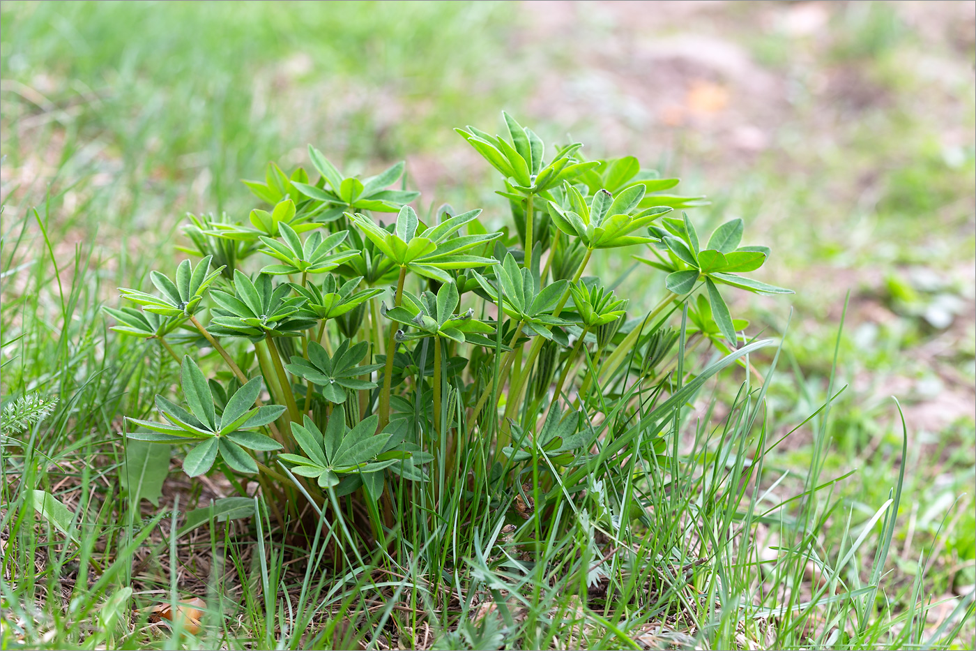 Изображение особи Lupinus &times; regalis.