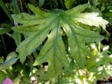 Malva moschata