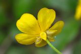 Ranunculus cappadocicus. Цветок (вид со стороны чашечки). Краснодарский край, Мостовский р-н, окр. пос. Кировский, вост. склон хр. Малый Бамбак, левый борт долины р. Малая Лаба, пр. берег р. Кутан, 1060 м н.у.м., буковый лес. 19.05.2019.