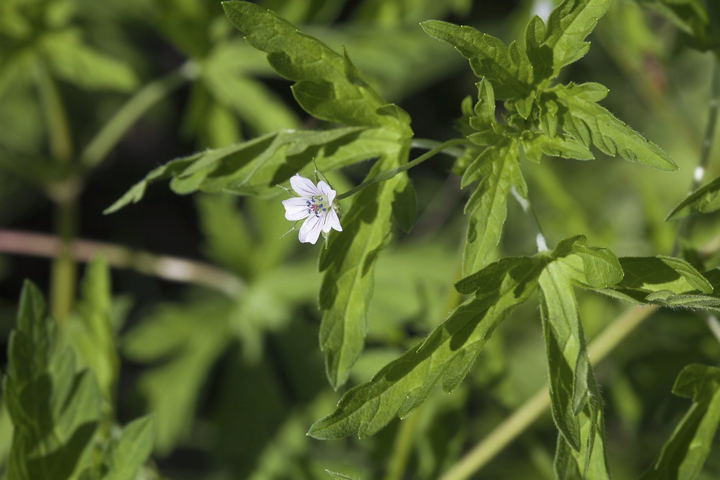 Изображение особи Geranium sibiricum.