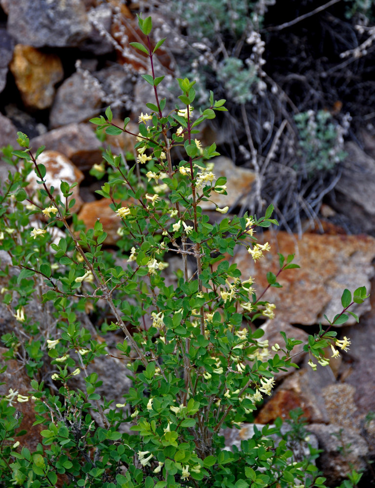 Изображение особи Lonicera microphylla.