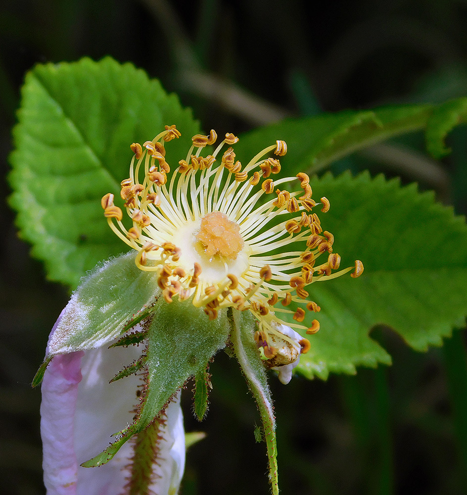 Image of Rosa gallica specimen.