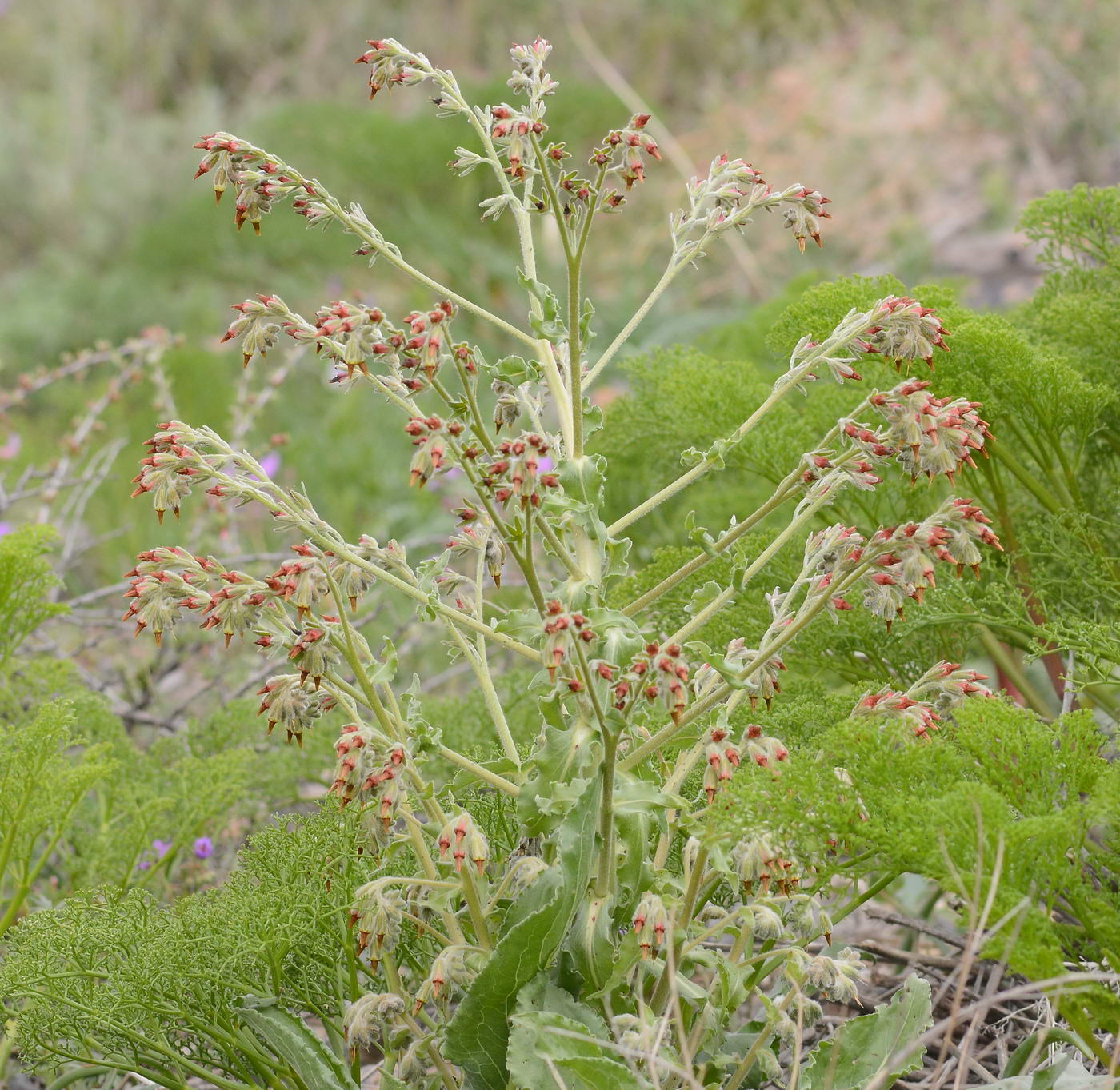 Image of Rindera echinata specimen.