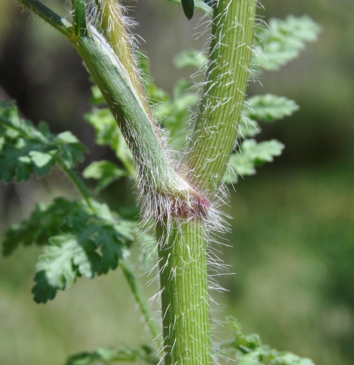 Image of genus Daucus specimen.