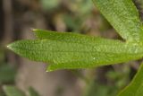 Ranunculus polyanthemos. Часть листа. Крым, Бахчисарайский р-н, окр. пгт Куйбышево, опушка леса, край луга. 31.05.2020.