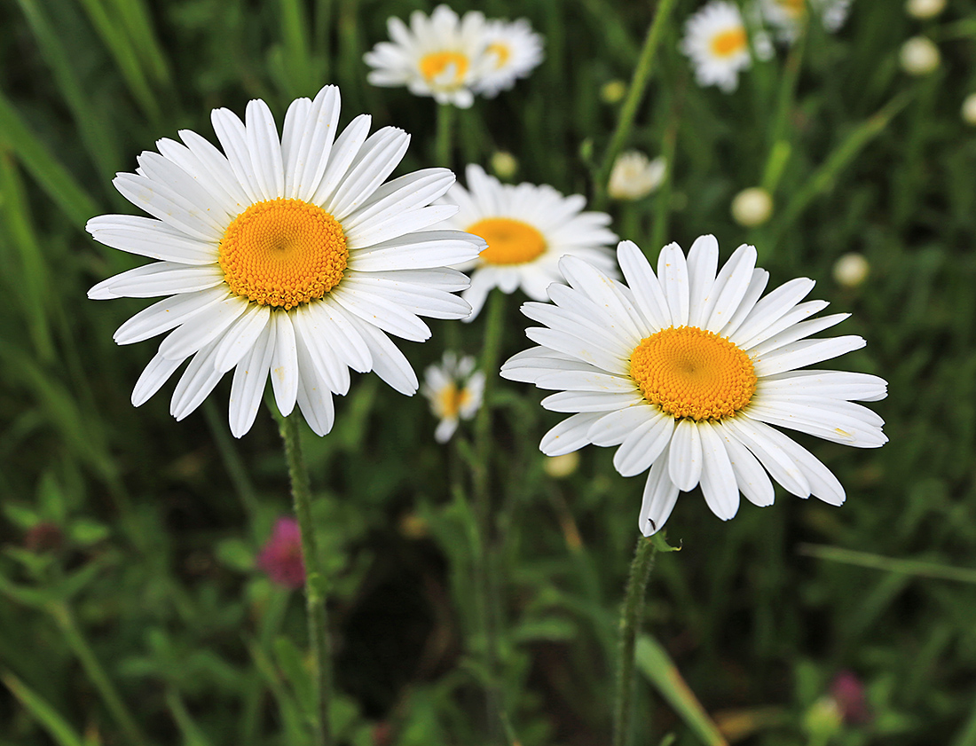 Image of Leucanthemum ircutianum specimen.